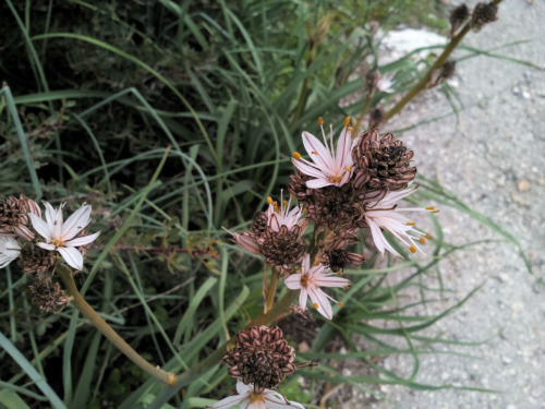 THL_T5S_photo_camera_3