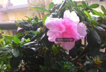 Asus ZenFone 5 camera review