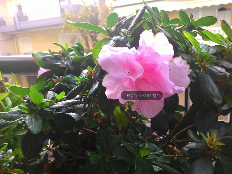 Asus ZenFone 5 camera review flower