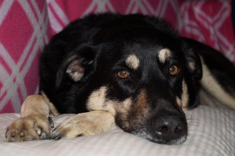 Sony A58 dog