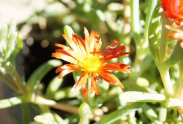Sony A58 Flower