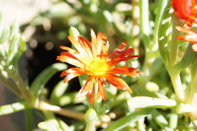 Sony A58 flower