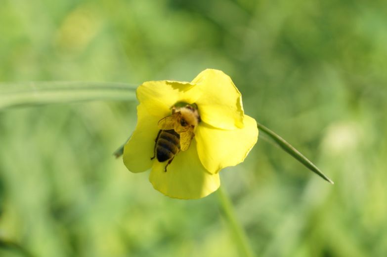 Sony A58 flower fly