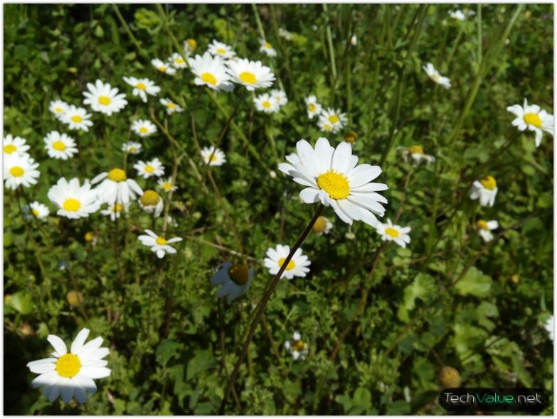 iocean X7 HD camera flower