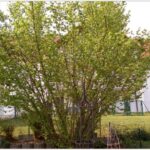 cubot x6 tree
