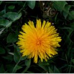 cubot x6 flower