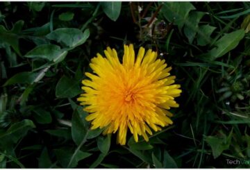 cubot x6 flower