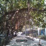 Leagoo Lead 7 garden