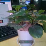 Doogee DG800 Camera sample image