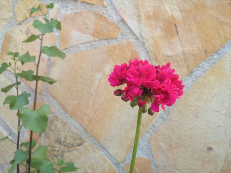 LG_Magna_camera_sample_flower_1