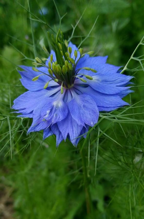 iocean-x9-blue-flower